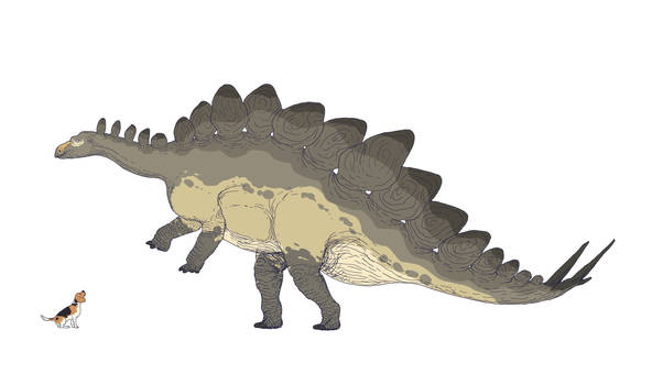 Stegosaurus