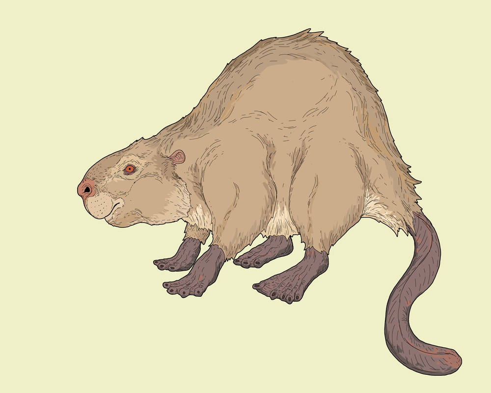 Water Rat by kret-spec on DeviantArt