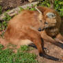 Maned Wolf