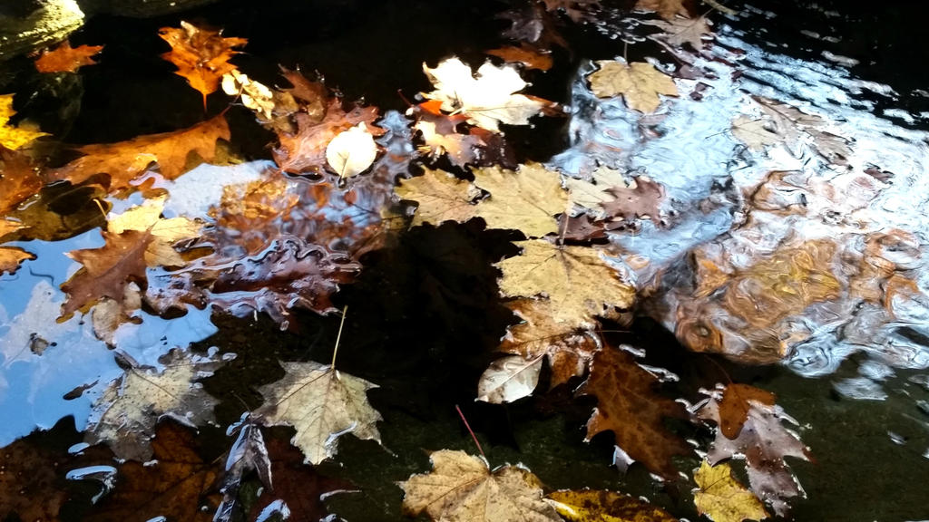 Light Leave Texture Floating floating leaves by Foreigner227 on DeviantArt