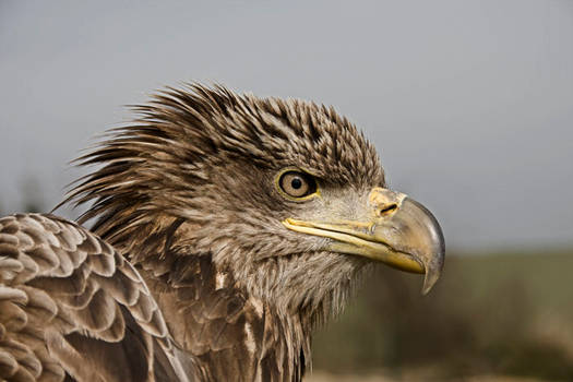 sea eagle photoart