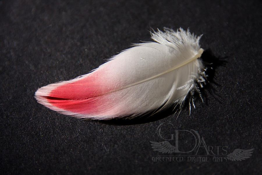 flamingo by greenfeed flamingo by greenfeed