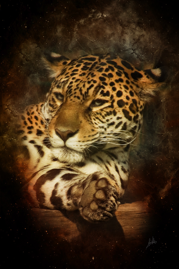 jaguar