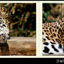 jaguar impression