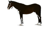 SS-T WBS| Jack by HorsesRunninByMe