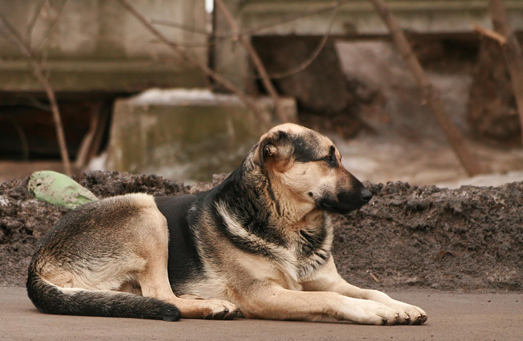 Stray dog by PaPeRDoLLLL on DeviantArt