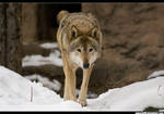 Wolfy .4 by PaPeRDoLLLL