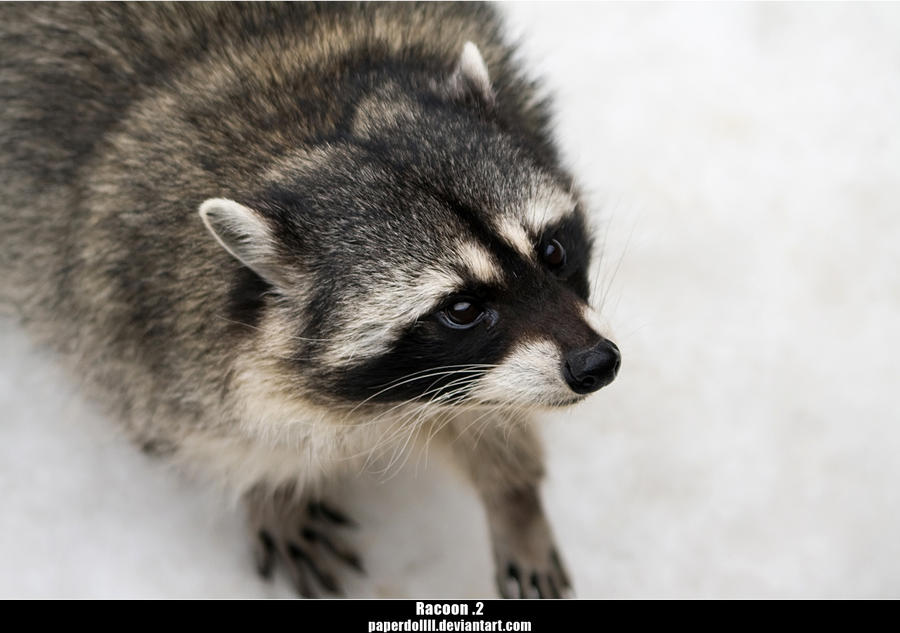 Racoon .2 by PaPeRDoLLLL on DeviantArt