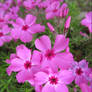 Pink flowers