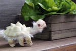 Albino tarasque hatchling