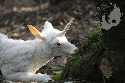 Unicorn fawn