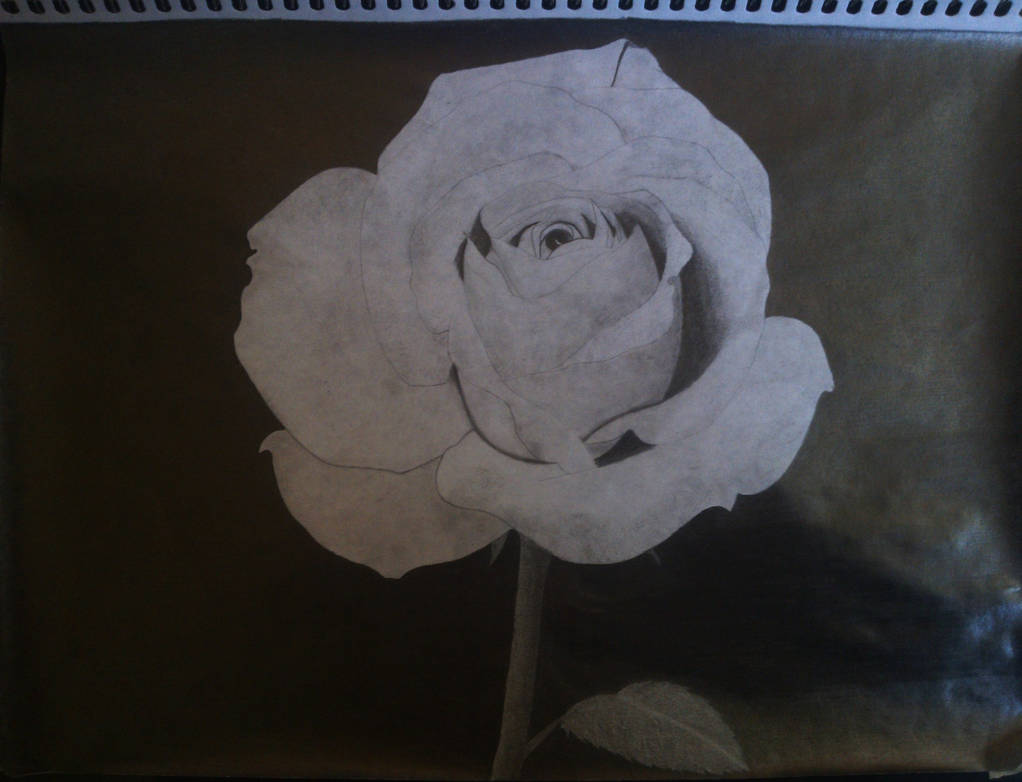 Rosa Alba by Gustavo-SM on DeviantArt