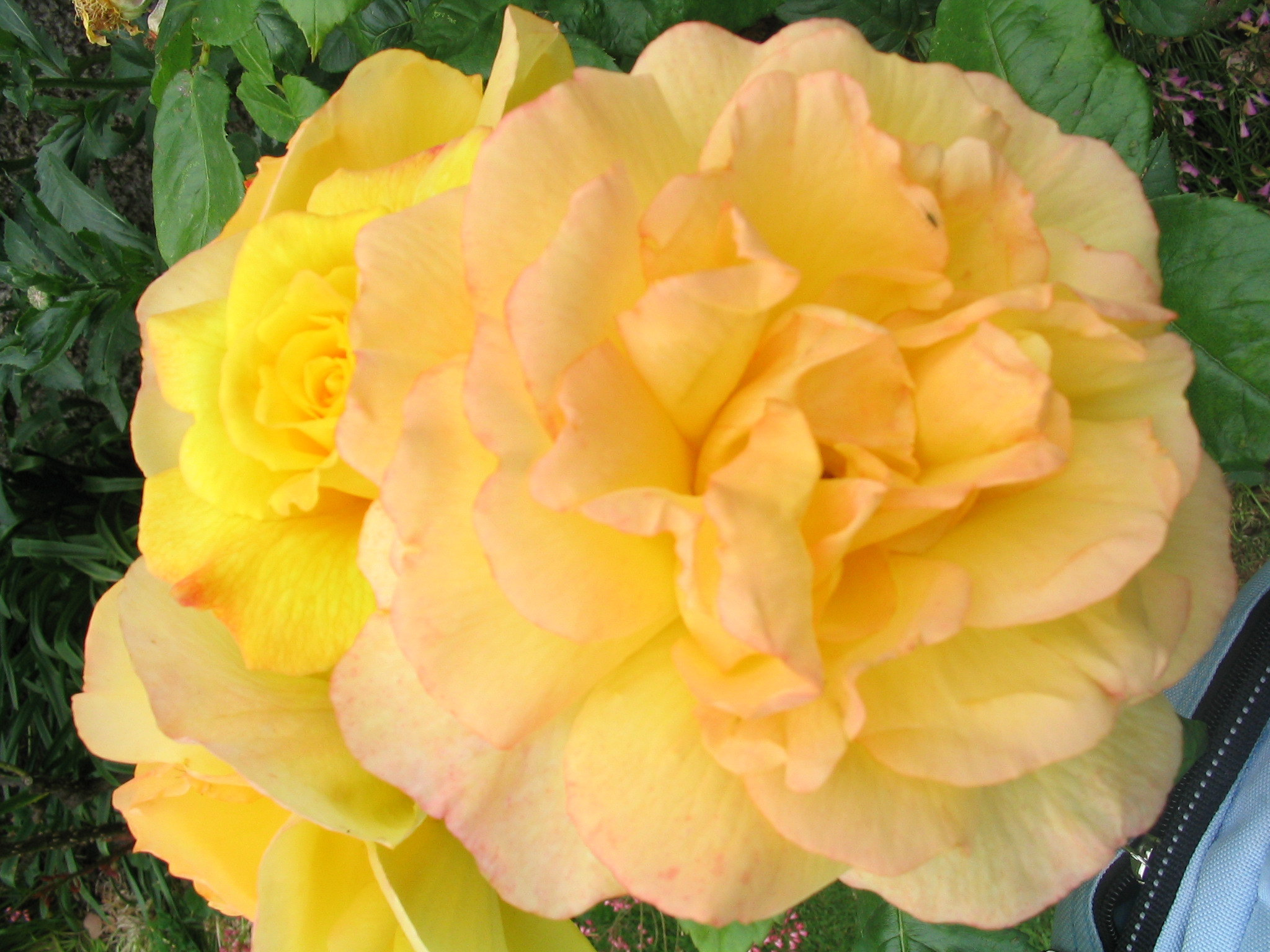 Yellow Rose