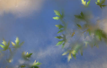 Dappled Branches