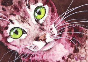 Pink Tabby ACEO