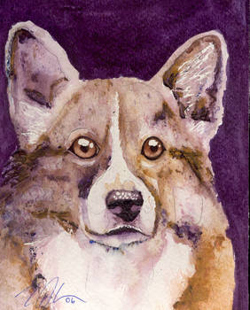 A Corgi