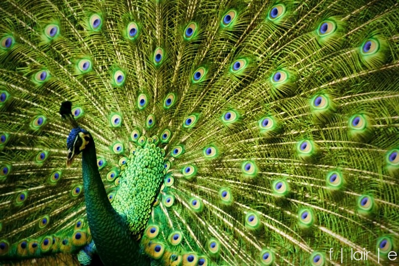 Peacock