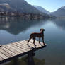 Our dog enjoy the beauty of Bavaria