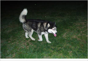 alaskan malamute