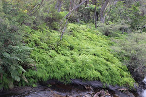 Fern plains