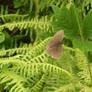 Dusk's Butterfly In Midday's Forest