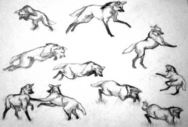 Maned Wolf Pencil Studies