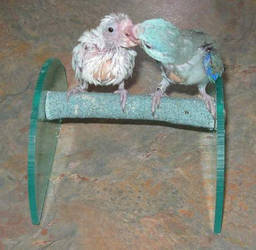 baby parrotlets