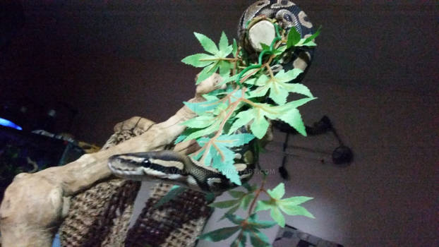 Crowley saying Hi from his branches