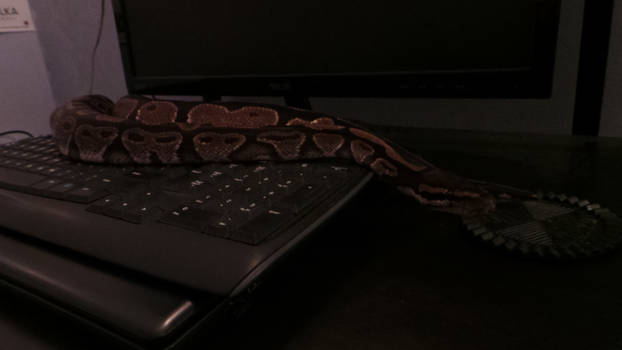 My keyboard snake, Crowley