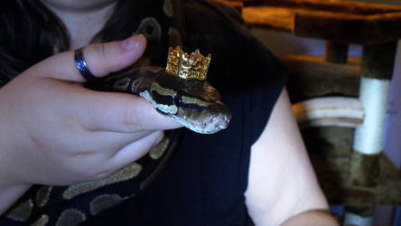 King Crowley the Royal Python