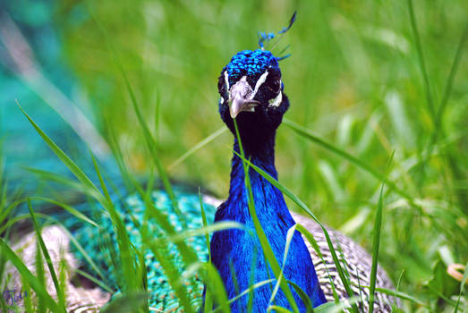 Indian peafowl