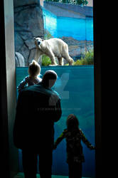 Como Zoo Polar Bears