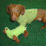 Red Dachshund with Llama Stock