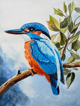 Kingfisher 3