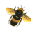 Bee icon