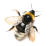 Bee icon.2