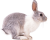 Rabbit Icon.5