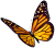 Butterfly icon.3