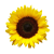 Flower icon.7