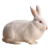 Rabbit icon.7