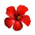 Flower icon.22