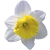 Flower icon.31