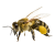 Bee icon.4