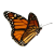Butterfly icon.13