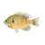 Fish icon.3