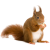 Squirrel icon.5