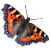 Butterfly icon.22