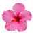 Flower icon.43