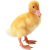 Duckling icon.3