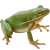 Frog icon